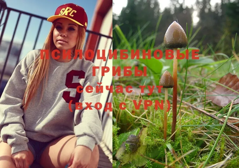 купить   Дно  Псилоцибиновые грибы MAGIC MUSHROOMS 